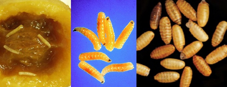 Fruit fly larvae