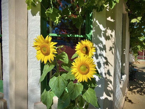 Buda sunflowers