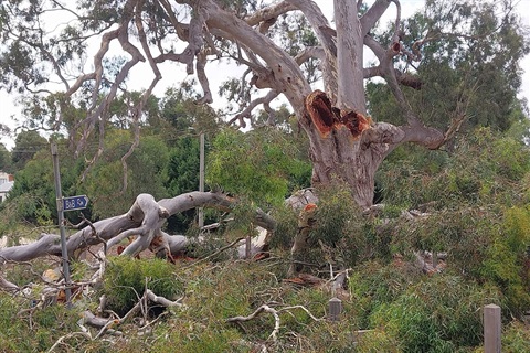 Guildford Big Tree.jpg