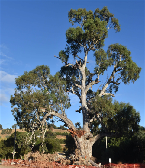 Guildford Big Tree.png