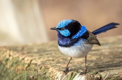 Bright blue, black and navy bird perched on wooden table